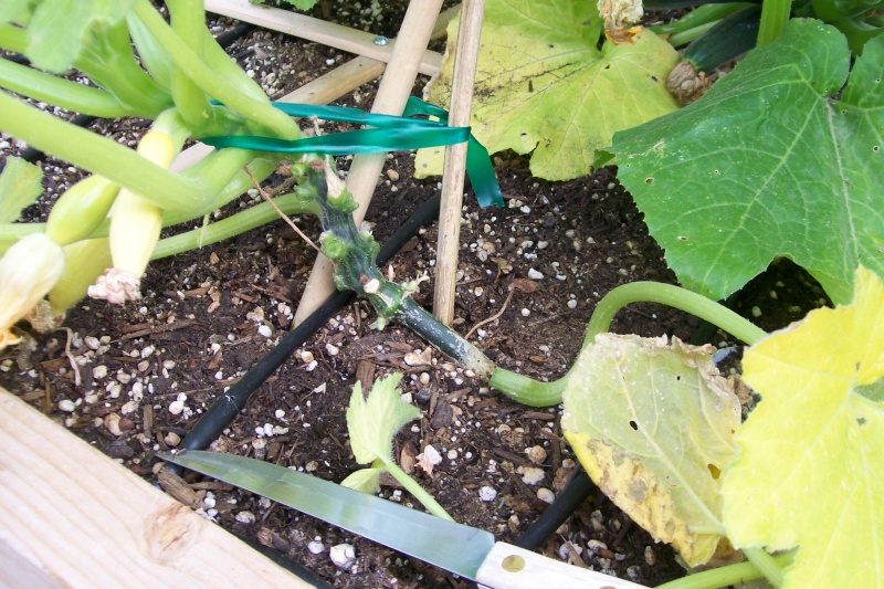 vertical squash - Spacing for vertical summer squash 100_6110