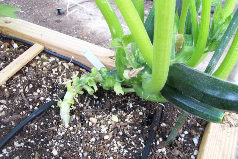 vertical squash - Spacing for vertical summer squash 100_6112