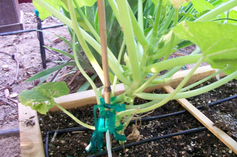 vertical squash - Spacing for vertical summer squash 100_6116