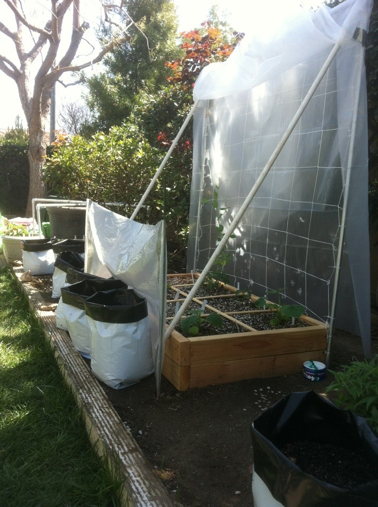 How to set up a hoop house with vertical growing? 3-29-110