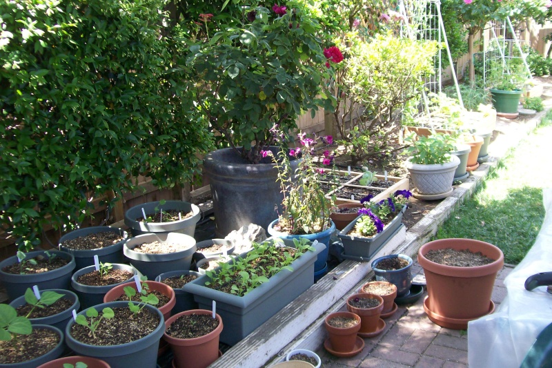 Container Gardening 4-27-116