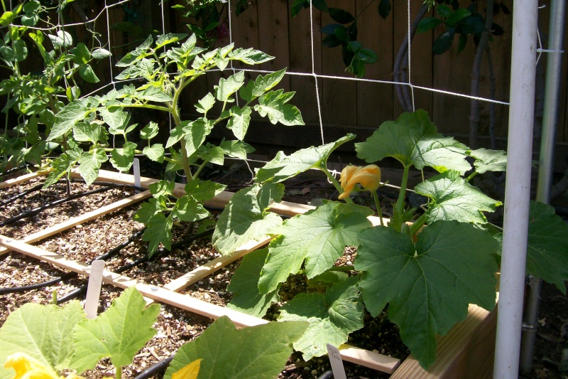 2'x2' for summer squash 4-27-119