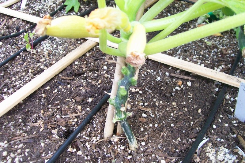 tomatoes are looking bad 5-26-110