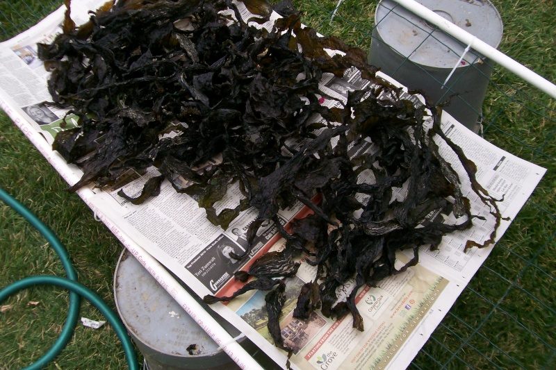 Has anyone made dried kelp meal? Kelp_d12
