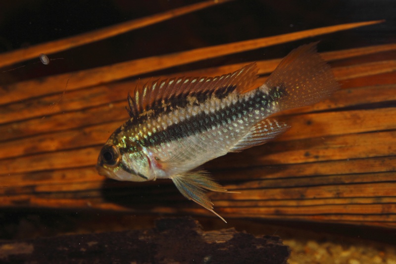 Apistogramma sp . jurua II  Img_0510