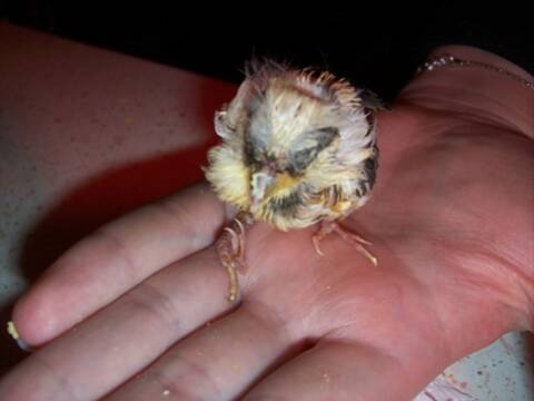 Help Bebe Canari Help Bebe Canari