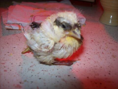Help Bebe Canari Help Bebe Canari