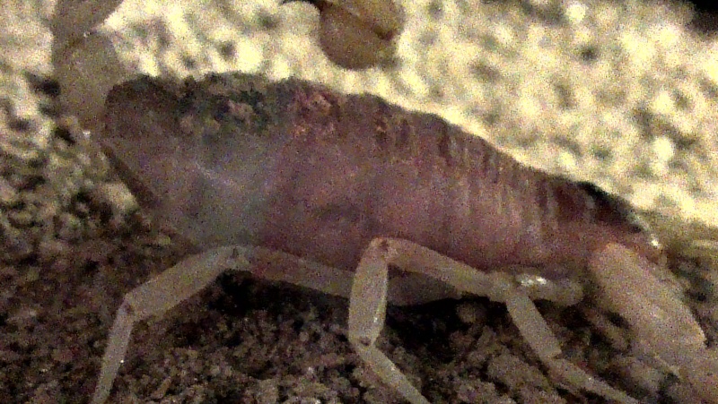 Gravid, fat or maybe ready for a molt? Imag0114