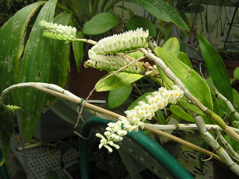 Dendrobium secundum fma. album Dendro10