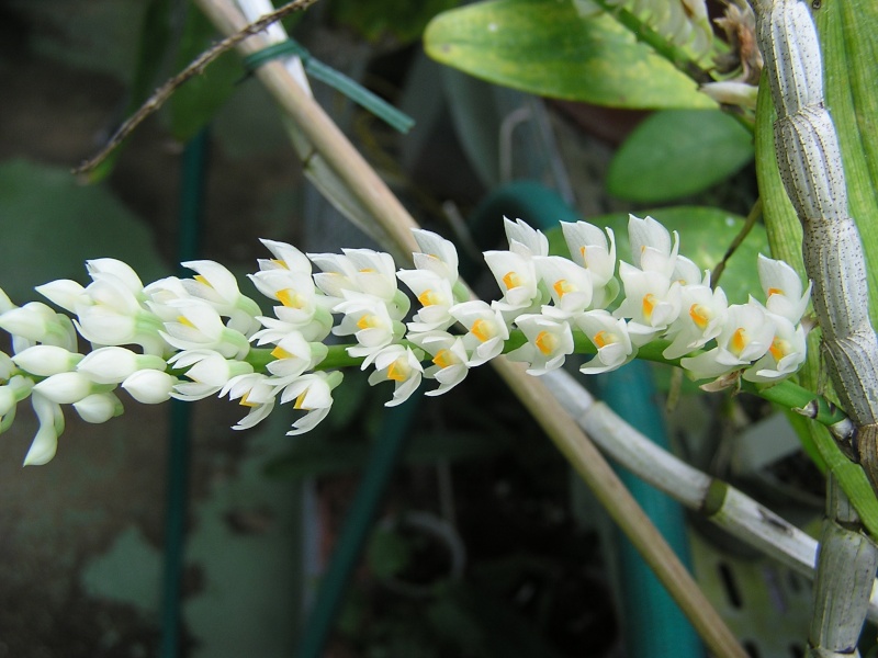 Dendrobium secundum fma. album Dendro11