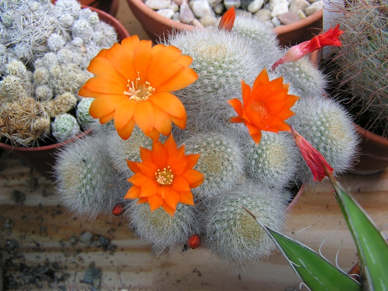 Rebutia P1010016