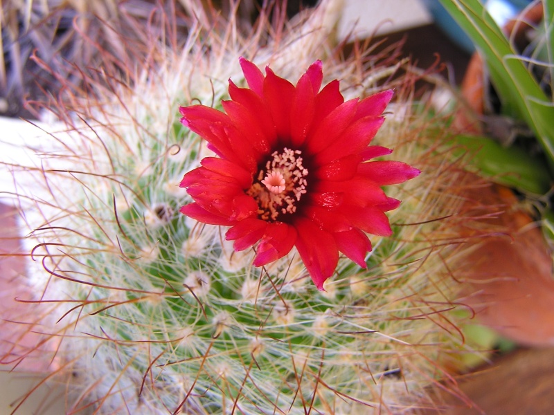 Parodia sanguiniflora et épiphyllum Parodi10