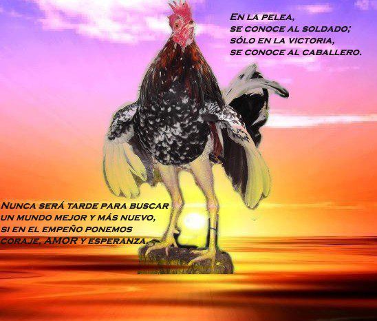 BIEN VENIDO/AS AMANTES DE LOS GALLOS DE COMBATE 42856710