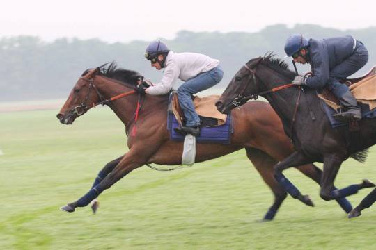 Prix de Diane, Dimanche 16/06/13 Chantilly (Oise) (France) 96996111