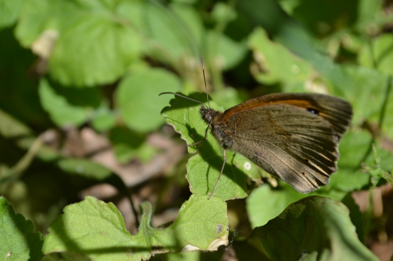 Excursion en Prairie Maniol10