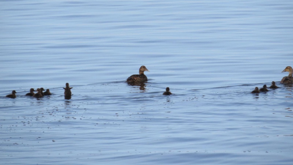 Oiseaux sur le bord du fleuve st-laurent Canard11