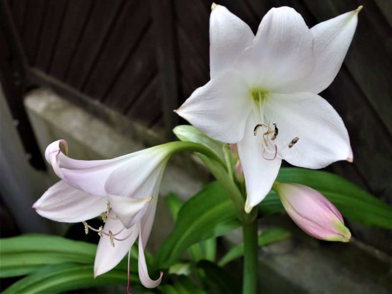 Hakenlilie - Crinum  - Seite 4 Crinum11