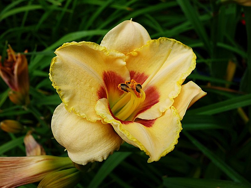 Hemerocallis - Taglilien - Schönheiten im Juni und Juli - Seite 9 Dsc09140