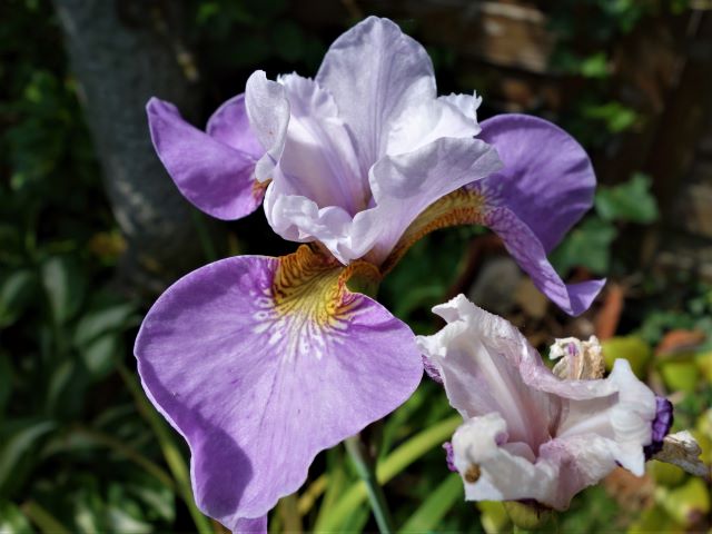 iris - Schwertliliengewächse: Iris, Tigrida, Ixia, Sparaxis, Crocus, Freesia, Montbretie u.v.m. - Seite 29 Gf_iri11