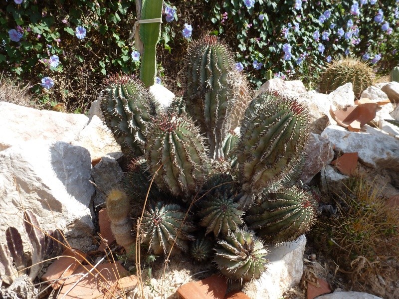 Euphorbia horrida Euphor11