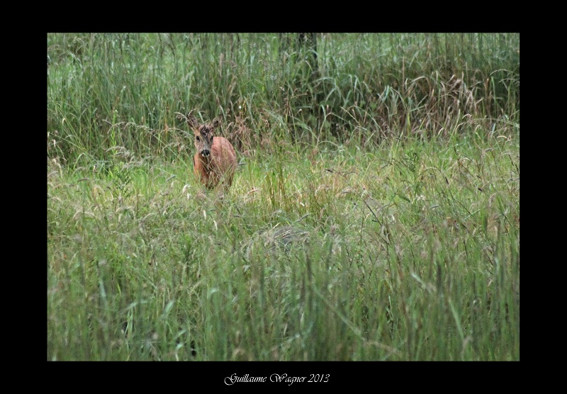 Petite rencontre de ce matin Img_4610