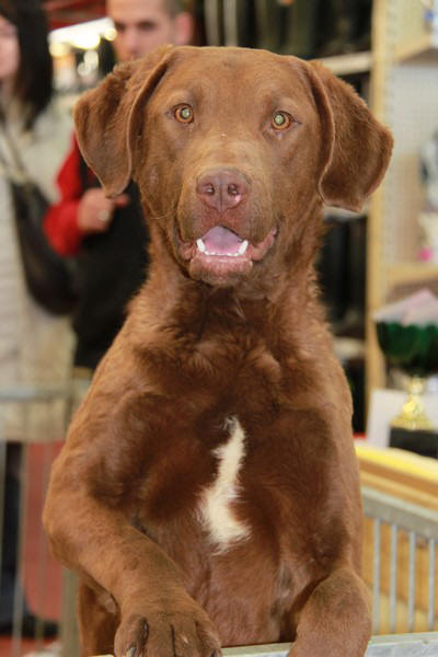  Retriever de la baie de Chesapeake  Retrie16