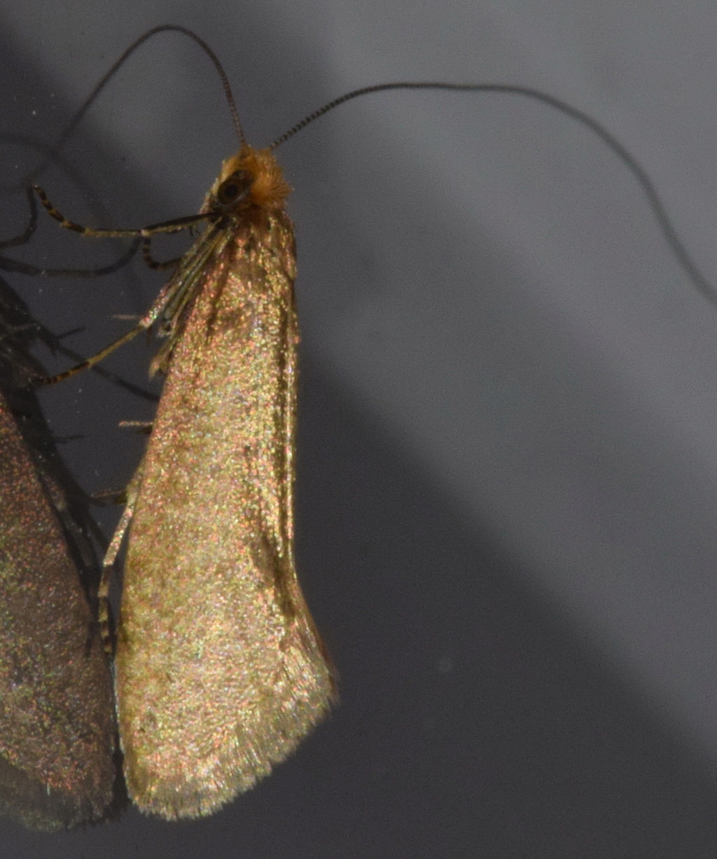 Nematopogon adansoniella 2018-017