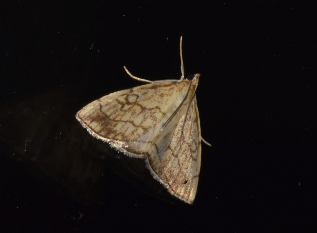 Cyclophora pendularia et Evergestis pallida 2018-111