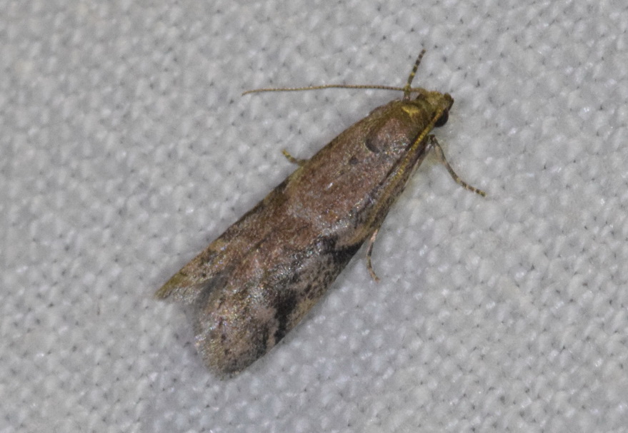 Crambus et Ephestia 2018-150