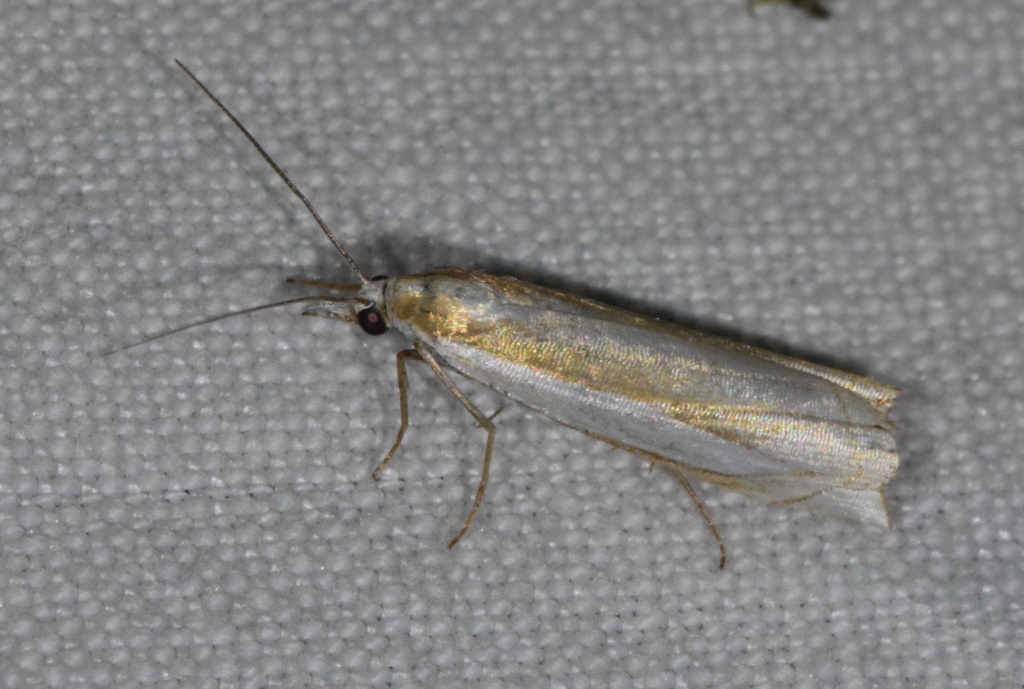 Crambus et Ephestia 2018-151
