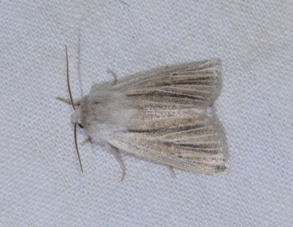 Mythimna ferrago - Noctua (janthe); Simyra albovenosa _dsc_011
