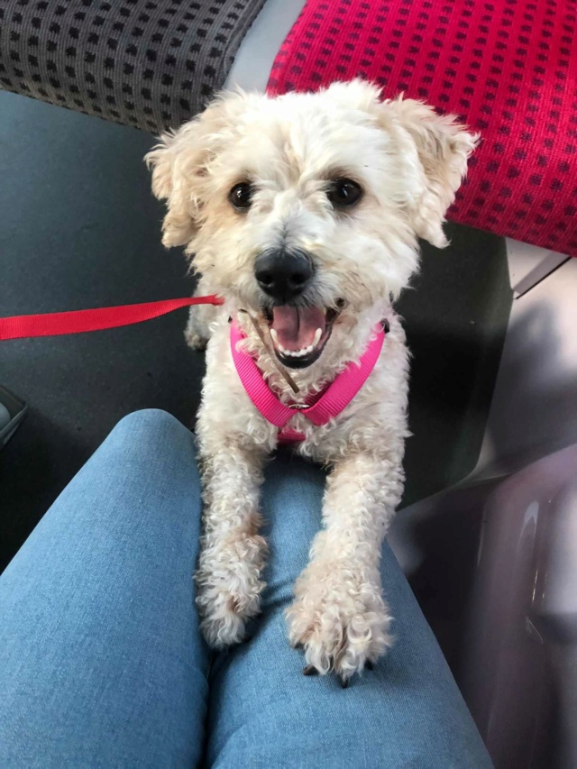 SUNNY (ex BIBI) - Femelle croisée Bichon de petite taille (7 kg) - Née en 2021- Sourde - Adoptée par Thu-Trang en France (département 93)  39459310