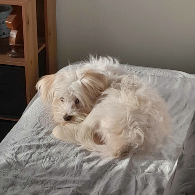 UNIK (ex ERIC) - Chiot mâle croisé Bichon de petite taille à l'âge adulte - Né environ en Février 2023- Refuge de Maya - Adopté par Laurence en France (département 07) 41183410