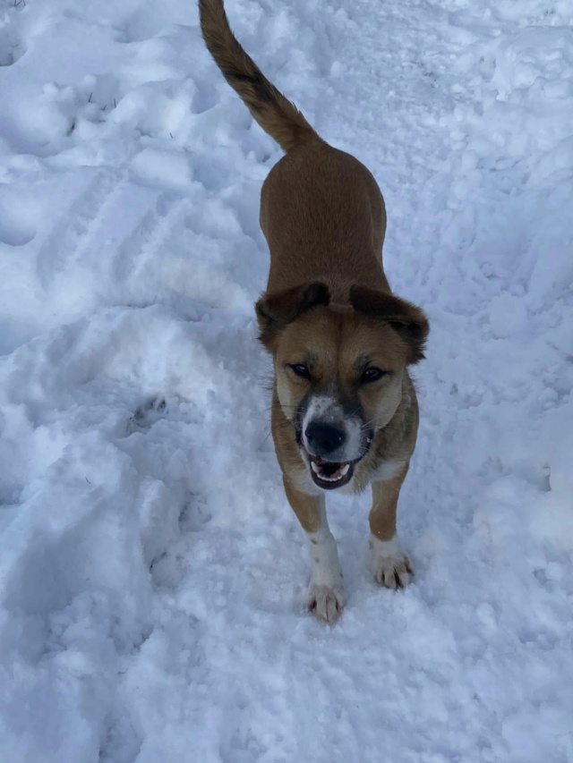 AMAYA (ex ALANA) - Chiot femelle croisée de taille petite à moyenne à l'âge adulte - Née environ en Août 2022 - Adoptée par Sylvie en Belgique  42086210