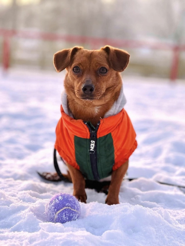 ATHYA - Femelle croisée de petite taille (5 kg) - Née environ en 2022 - Adoptée par Marta en Belgique  42104310