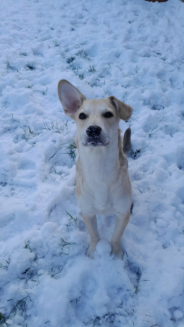 ZOWAR - Chiot mâle croisé de petite taille à l'âge adulte - Né environ en Mai 2023 - Adopté par Murielle en Belgique  42128110