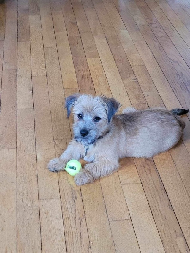 BRIOCHE (ex SHAKIRA) - Chiot femelle croisée de petite taille à l'âge adulte - Née environ en Juin 2023 - Refuge de Maya - Adoptée par Fanny en France (département 75) Img_7039