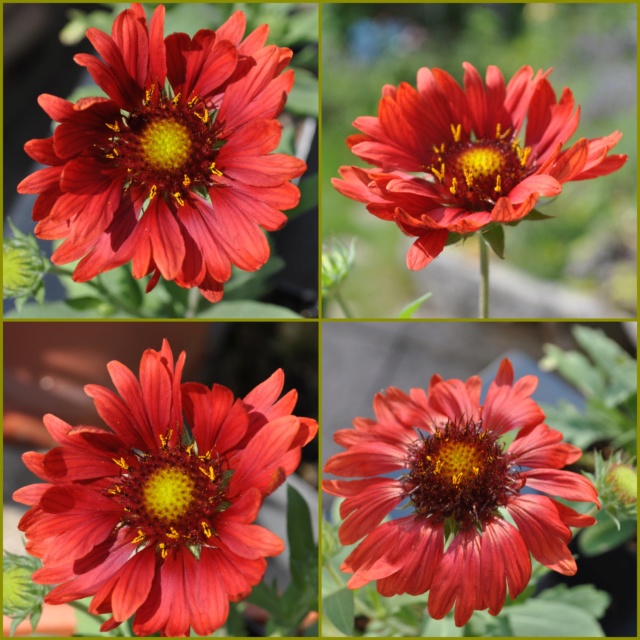 Kokardenblume Collag46