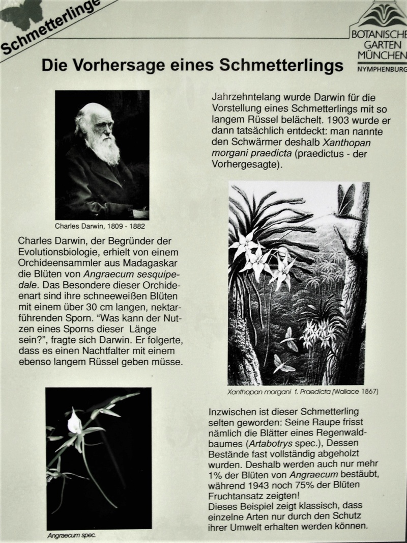 Orchideen 2018 - 2022 Teil 3 - Seite 41 Darwin10