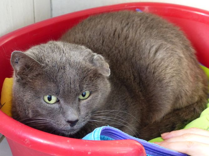 SAMY - bleu type Chartreux (2008) P1170710