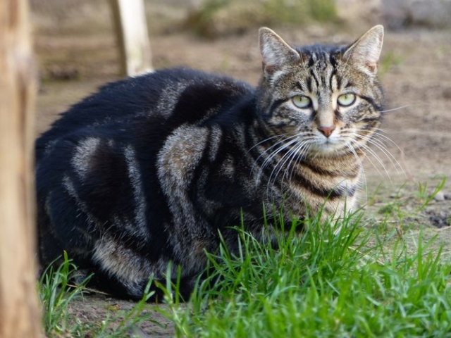 ALZANE - Tigrée FIV+ (2014) P1360610