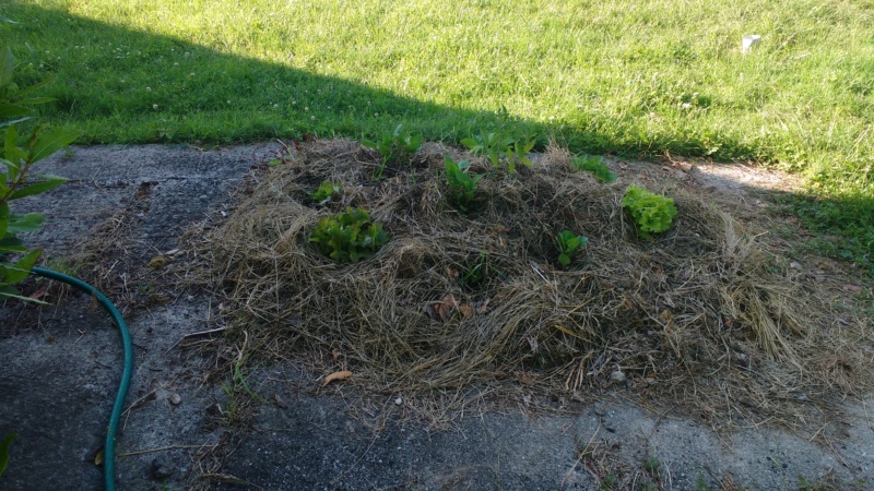 On va au jardin ? - Page 14 Img_2015