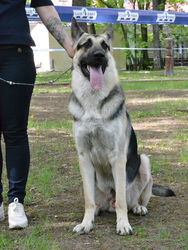 04-05 мая 2019 "Харьковская Весна-2019" CAC-CACIB Dsc_0010