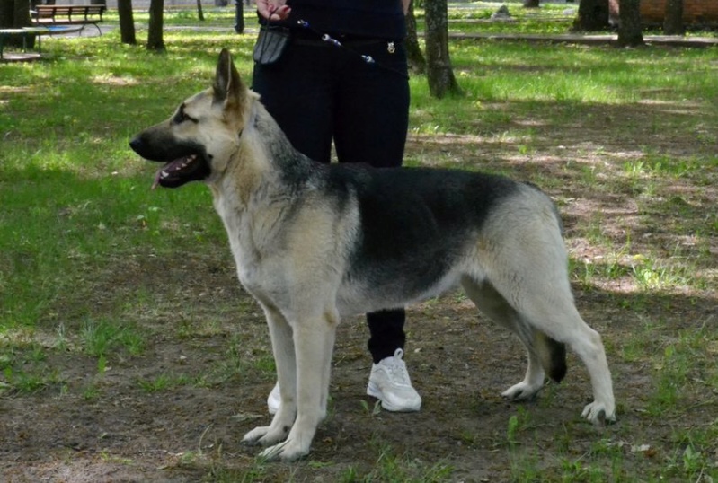 04-05 Ð¼Ð°Ñ 2019 "Ð¥Ð°ÑÑÐºÐ¾Ð²ÑÐºÐ°Ñ ÐÐµÑÐ½Ð°-2019" CAC-CACIB Dsc_0113