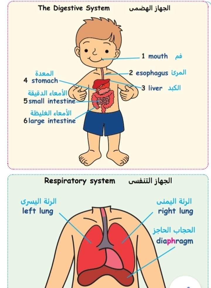 اهم مواضيع الـ paragraph للصف الرابع بالمواصفات الجديدة 2022 623