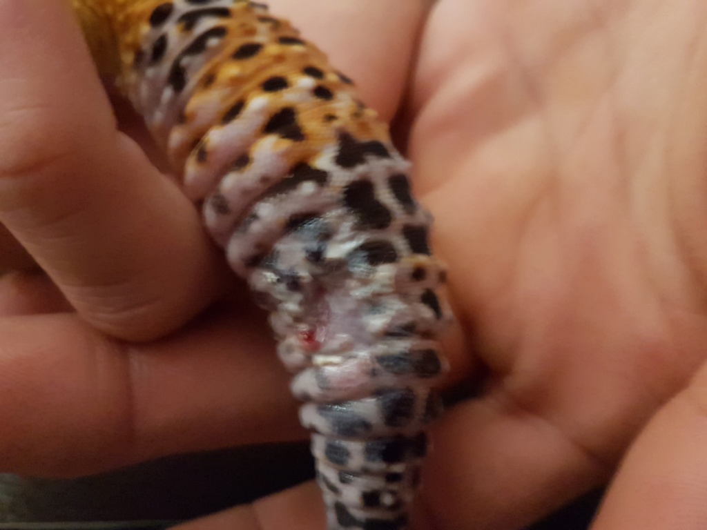 Problème gecko léopard 20191114