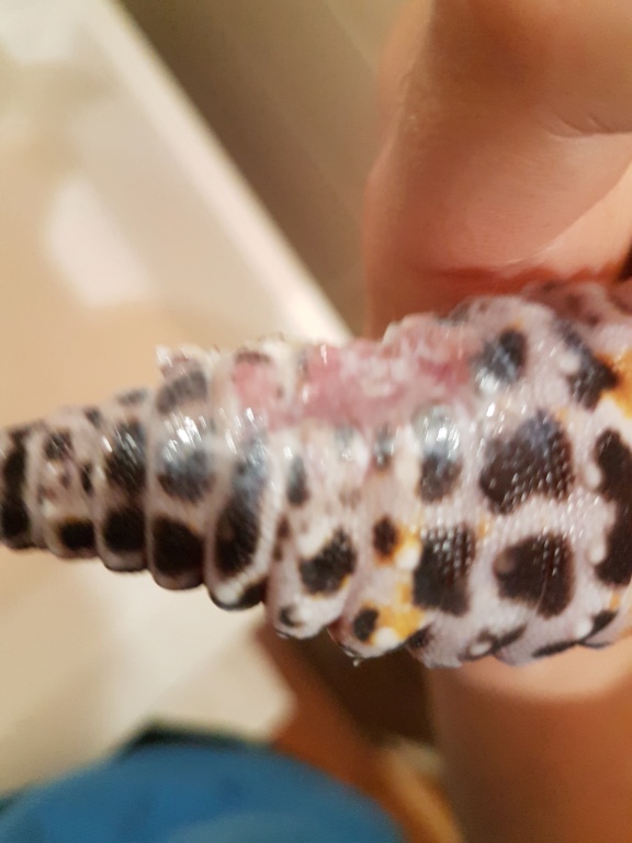 Problème gecko léopard 20191117