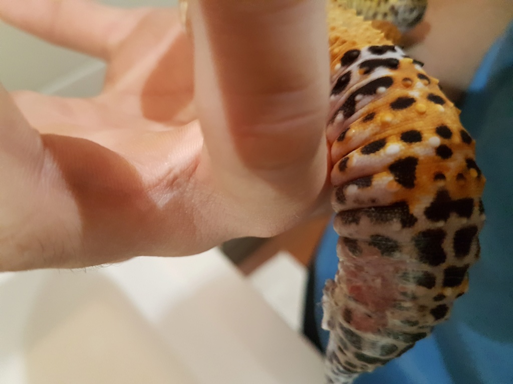 Problème gecko léopard 20191118