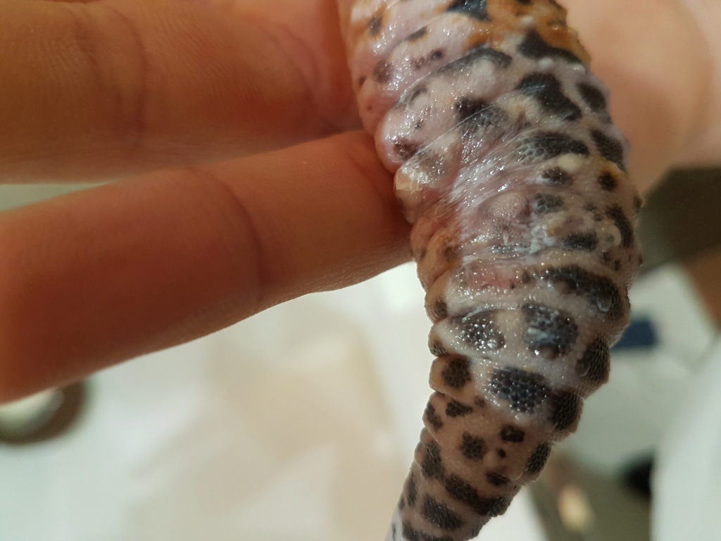 Problème gecko léopard 20191210