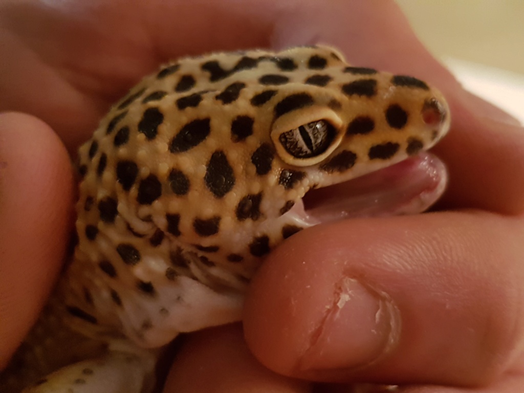 Problème gecko léopard 20200112